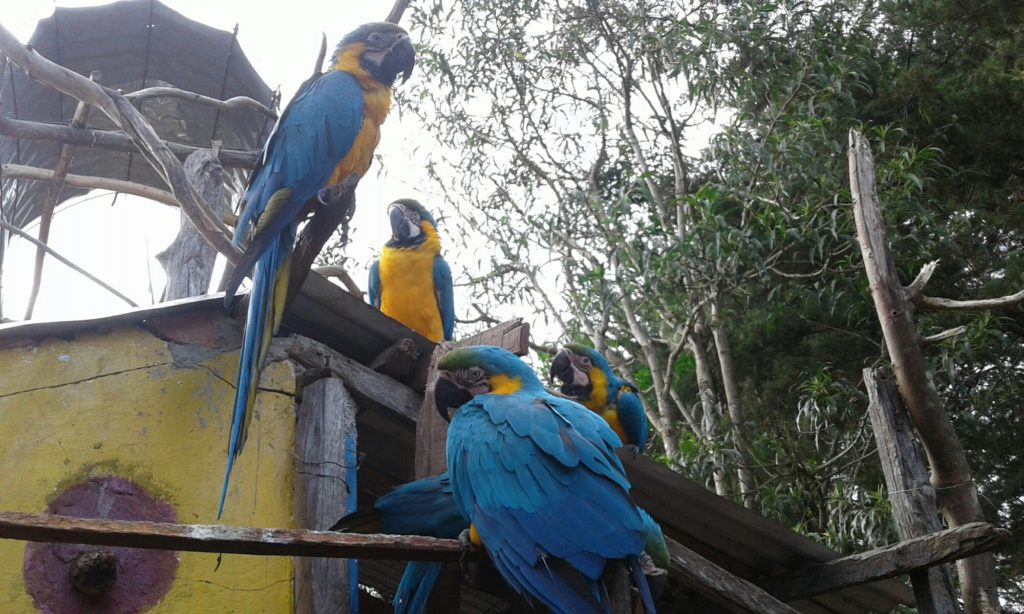 Los parabas
