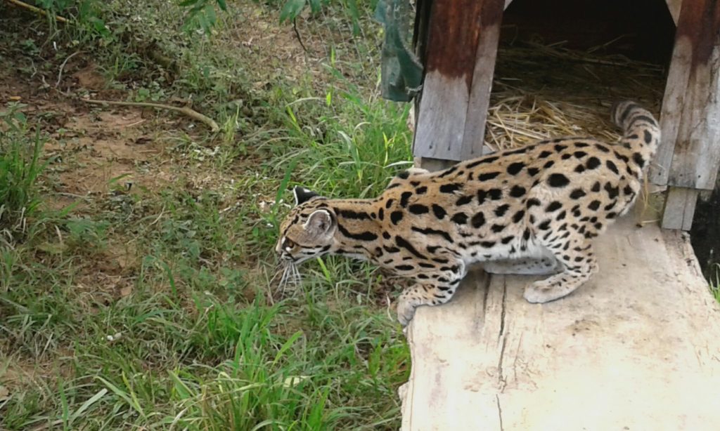 El gato montés