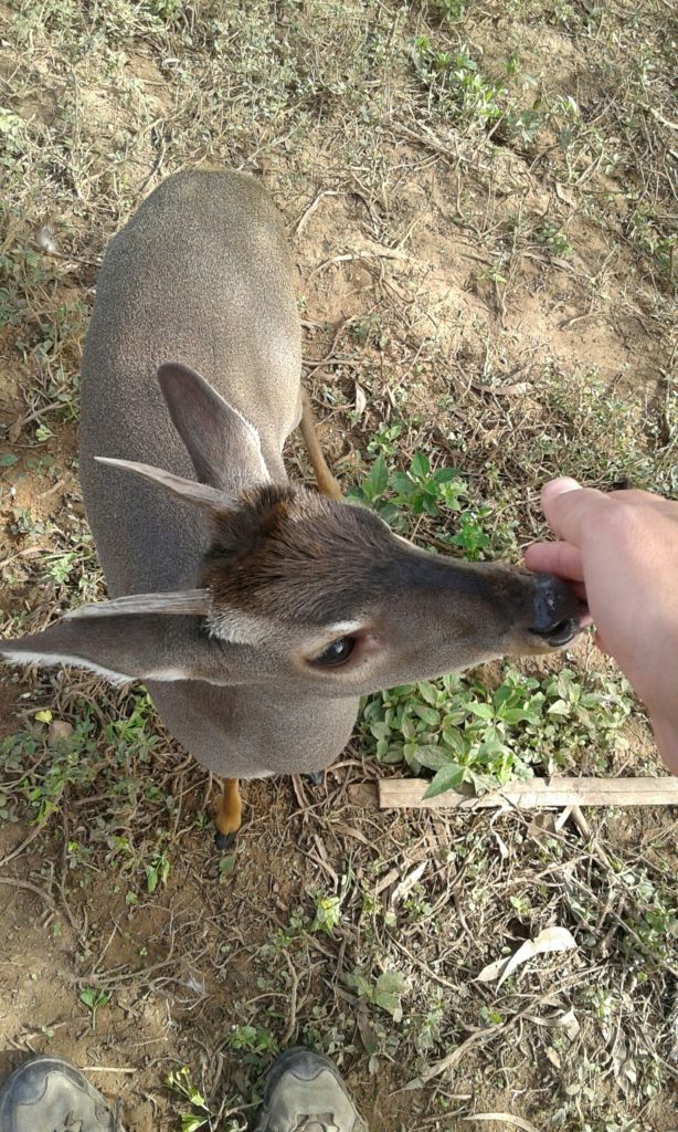Bambi